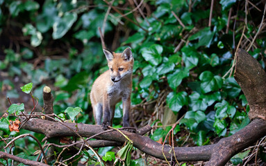 Obraz premium Fox cubs playing near their den