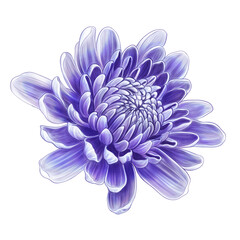 Fototapeta premium drawing flowers on a white background.