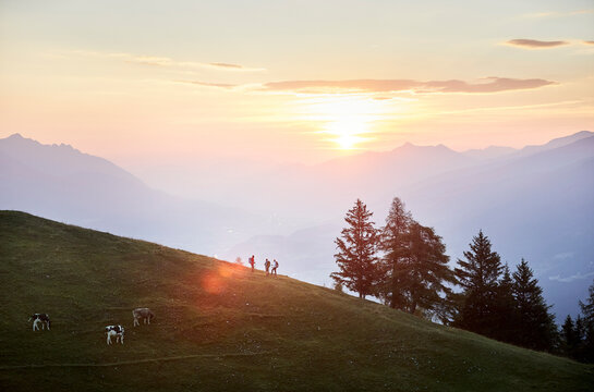 Hikers and cattle on mountain at sunrise, Mutters, Tyrol, Austria