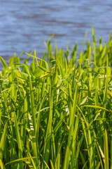 Obraz premium Grass with long leaves on the background of the reservoir.