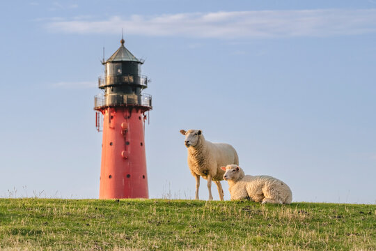 Germany, Schleswig-Holstein, Pellworm, Two sheep in front ofPellwormLighthouse