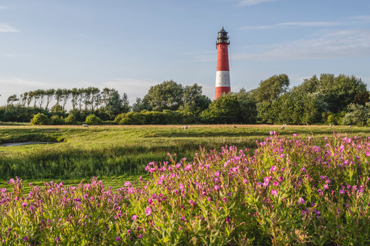 Germany, Schleswig-Holstein, Pellworm, Pellworm Lighthouse and surrounding landscape in spring
