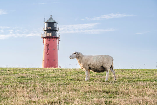 Germany, Schleswig-Holstein, Pellworm, Sheep standing in front of Pellworm Lighthouse