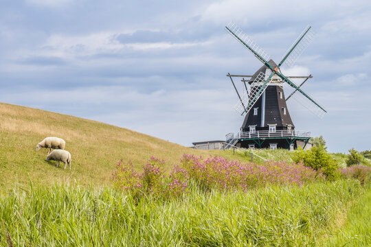 Germany, Schleswig-Holstein, Pellworm, Sheep grazing in front ofNordermuhle mill