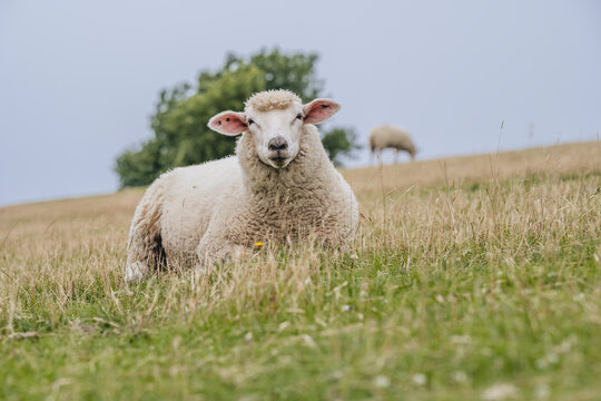 Portrait of sheep resting onlevee