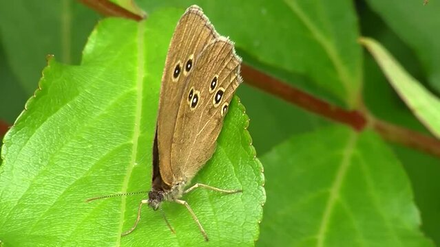 Ein Schmetterling (brauner Waldvogel) sitzt auf einem schwankenden Blatt umgeben vom Summen vieler Bienen  -Originalton-