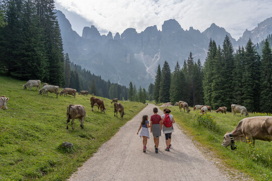 Mother walking on road with son and daughter by cattle grazing in meadow at Pale di San Martino Park, Trentino, Italy