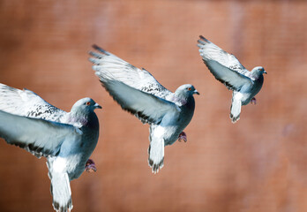 Stop-motion of pigeon silhouette gray pigeon landing on the steel fence