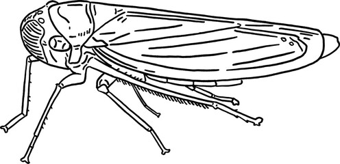 Leaf Hopper Hand drawn line art Illustration