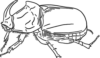 Rhinoceros beetle Insect Hand drawn line art Illustration