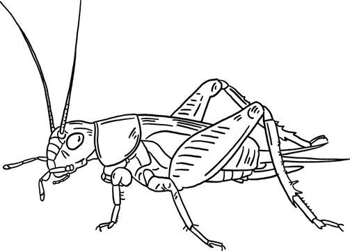 black and white cricket drawing