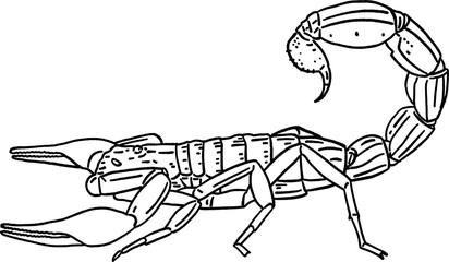 Scorpion Insect Hand drawn line art Illustration