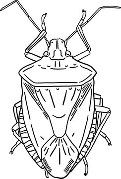 black and white stink bug drawing clip art preview