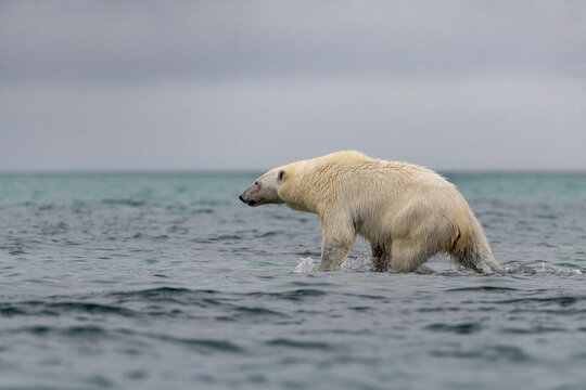 Polar bear (Ursus maritimus) hunting inArctic Ocean