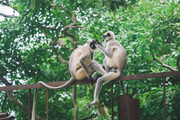 white tailed macaque