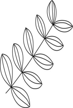 Leaf line drawing, line art leaves, transparent background.