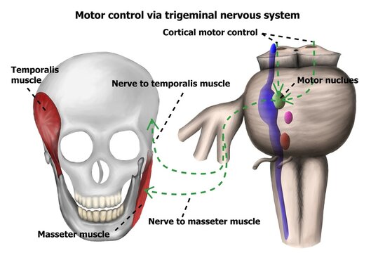 the pathway of motor control of trigeminal nerve system.