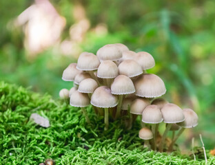 inedible mushrooms on moss..