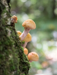 edible mushrooms on a birch tree