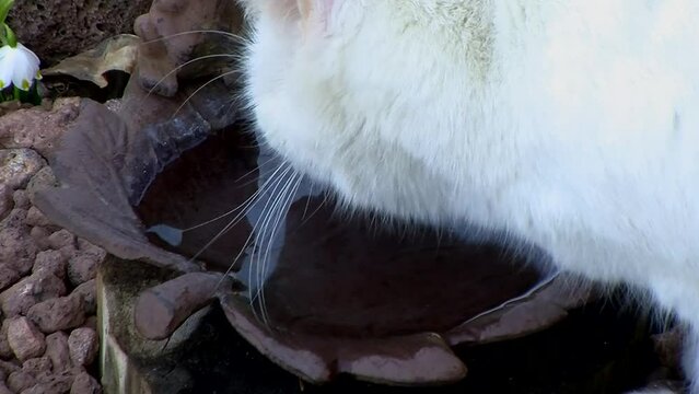 Ein durstiger wei&szlig;er Kater (Gro&szlig;aufnahme)