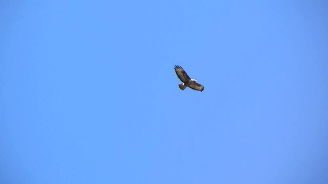 Ein M&auml;usebussard zieht am blauen Himmel seine Kreise