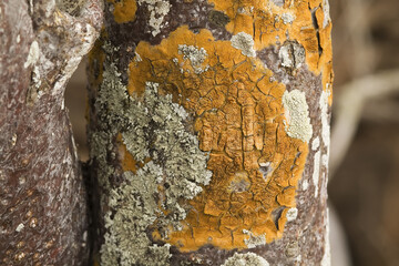 Lichen on a tree, Santa Fe Island, Galapagos Islands, Ecuador.