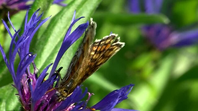 Ein Scheckenfalter saugt Nektar von der Kornblume (Makroaufnahme)
