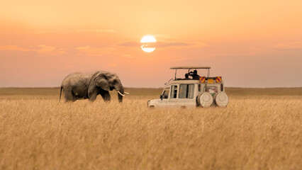 African elephant walking with tourist car stop by watching during sunset at Masai Mara National Reserve Kenya. - obrazy, fototapety, plakaty