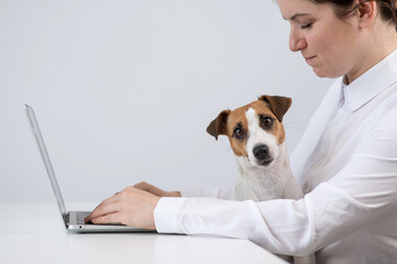 Caucasian woman working at laptop with dog jack russell terrier on her knees. 