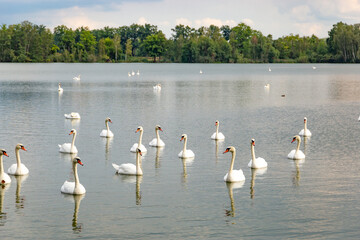 Large flock of graceful white swans swims in the lake.