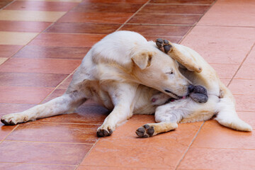 Thai dog on the floor