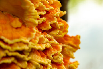 Colorful tree mushrooms on an old trunk.