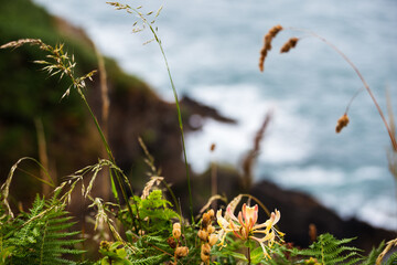 grass on cliff 