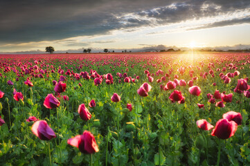 Landscape with nice sunset over poppy field