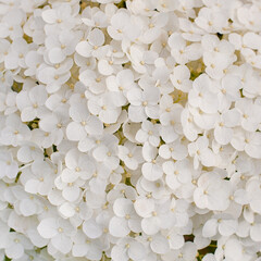 Small flowers as a background