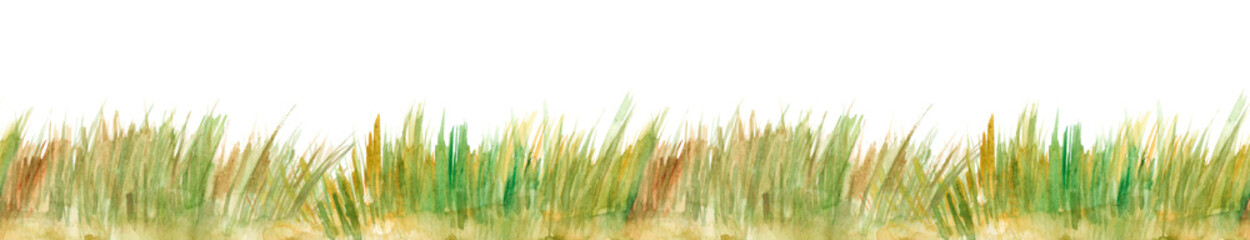 Watercolor illustration of green color wild grasses on white background - obrazy, fototapety, plakaty