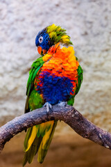 macaw at zoo