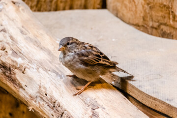 Sparrow