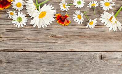 Obraz premium Chamomile garden flowers on wooden background