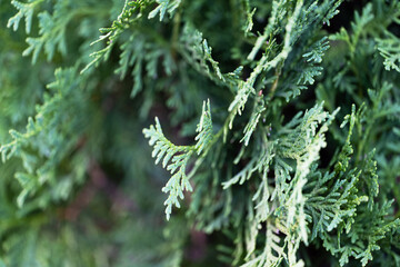 background of green thuja close-up