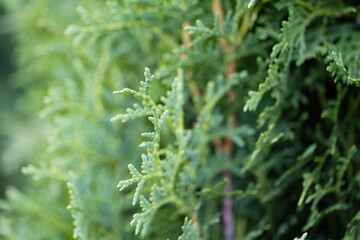 background of green thuja close-up