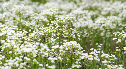 Obraz na płótnie Canvas summer background of small white chamomile flowers