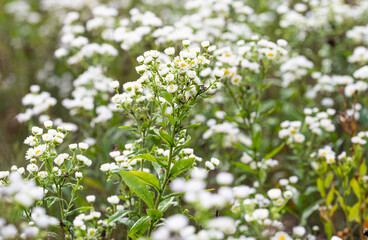 summer background of small white chamomile flowers