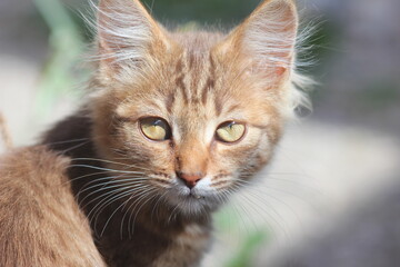 Fototapeta premium portrait of a cat