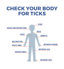 Infographic about check your body for ticks flat style, vector illustration