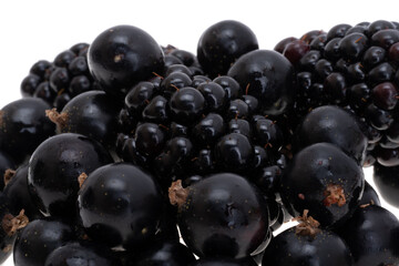 blackcurrant isolated