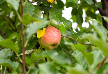 apples on a tree in summer