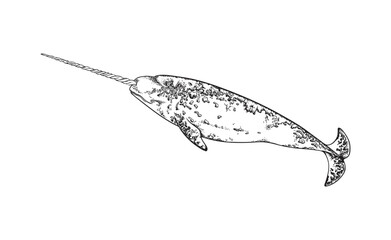 Hand drawn monochrome narwhal sketch style, vector illustration