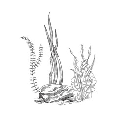 Hand drawn monochrome different seaweed with stones sketch style - obrazy, fototapety, plakaty