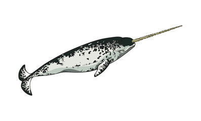 Hand drawn colorful narwhal sketch style, vector illustration © sabelskaya